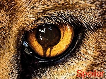 Plakat „Zoo” twierdzi, że „dzikość opanuje ziemię”