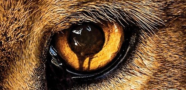 Plakat „Zoo” twierdzi, że „dzikość opanuje ziemię”