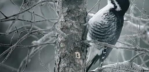 Zobacz pierwszą zapowiedź 2 sezonu „Fargo”