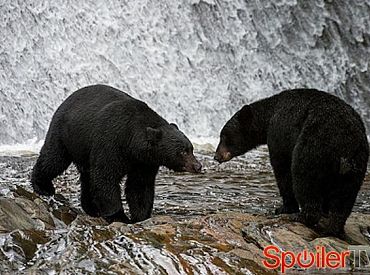 Fox zamawia program o survivalu „Kicking & Screaming”