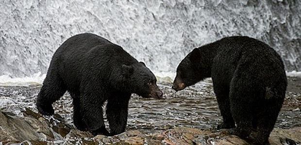 Fox zamawia program o survivalu „Kicking & Screaming”