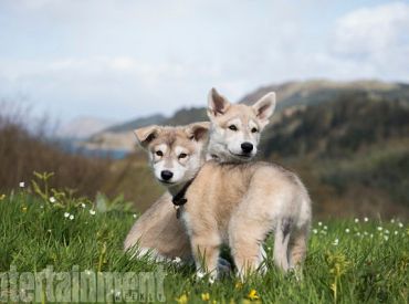 „Outlander” obsadził Rollo w 4 sezonie