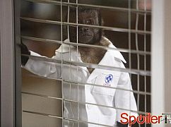 Animal Practice: 1x05 Who's Afraid of Virginia Coleman? - zdjęcia promocyjne
