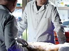 CSI: Kryminalne zagadki Las Vegas: 15x12 Dead Woods - zdjęcia promocyjne