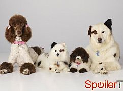 Blog na cztery łapy: 3x15-16 Stan Has Puppies - zdjęcia promocyjne