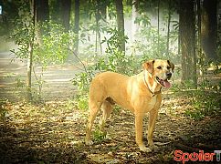 Under the Dome: 3x13 The Enemy Within - zdjęcia promocyjne