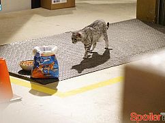 Ostatni prawdziwy mężczyzna: 6x01 Papa Bear - zdjęcia promocyjne