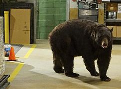 Ostatni prawdziwy mężczyzna: 6x01 Papa Bear - zdjęcia promocyjne