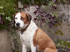 Zdjęcia promocyjne obsady 1 sezonu serialu Downward Dog