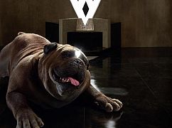 Zdjęcia promocyjne 1 sezonu serialu The Inhumans