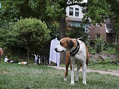 Downward Dog: 1x02 Boundaries - zdjęcia promocyjne