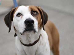 Downward Dog: 1x01 Pilot - zdjęcia promocyjne