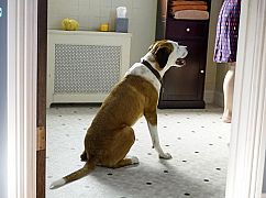 Downward Dog: 1x01 Pilot - zdjęcia promocyjne