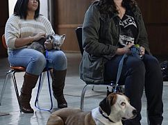 Downward Dog: 1x01 Pilot - zdjęcia promocyjne