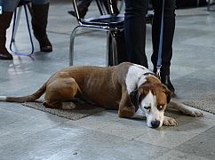 Downward Dog: 1x01 Pilot - zdjęcia promocyjne