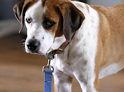 Downward Dog: 1x03 Loyalty - zdjęcia promocyjne