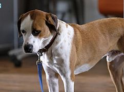 Downward Dog: 1x03 Loyalty - zdjęcia promocyjne