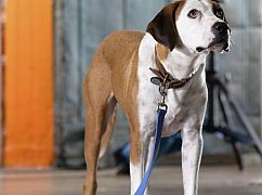 Downward Dog: 1x03 Loyalty - zdjęcia promocyjne