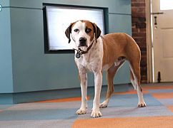Downward Dog: 1x03 Loyalty - zdjęcia promocyjne