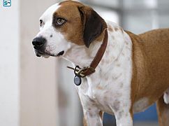 Downward Dog: 1x03 Loyalty - zdjęcia promocyjne