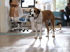 Downward Dog: 1x03 Loyalty - zdjęcia promocyjne