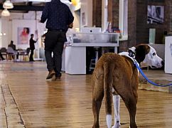 Downward Dog: 1x03 Loyalty - zdjęcia promocyjne