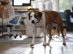 Downward Dog: 1x03 Loyalty - zdjęcia promocyjne
