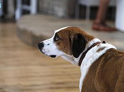 Downward Dog: 1x03 Loyalty - zdjęcia promocyjne