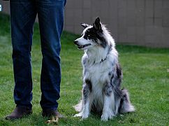 Downward Dog: 1x04 Acceptance - zdjęcia promocyjne