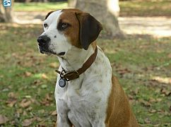 Downward Dog: 1x04 Acceptance - zdjęcia promocyjne