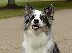 Downward Dog: 1x04 Acceptance - zdjęcia promocyjne