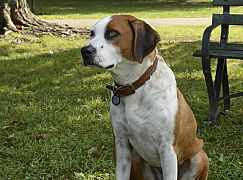 Downward Dog: 1x04 Acceptance - zdjęcia promocyjne