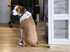 Downward Dog: 1x07 „Getting What You Always Wanted” - zdjęcia promocyjne