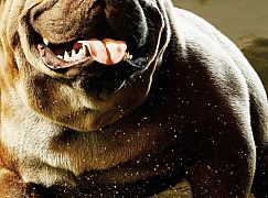 Plakaty promocyjne postaci 1 sezonu serialu „The Inhumans”