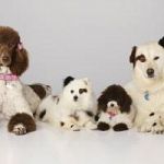 Stan Has Puppies - Part II