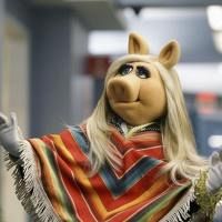 Swine Song